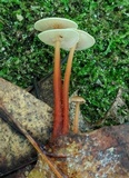 Gymnopus spongiosus image