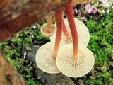 Gymnopus spongiosus image