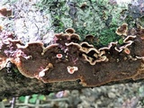 Punctularia strigosozonata image