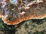 Punctularia strigosozonata image
