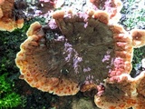 Punctularia strigosozonata image