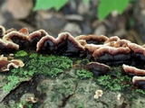 Punctularia strigosozonata image