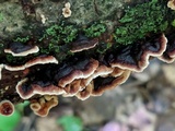 Punctularia strigosozonata image