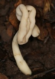 Helvella elastica image