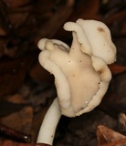 Helvella elastica image