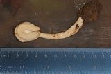 Helvella elastica image