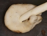 Helvella elastica image