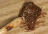 Helvella elastica image