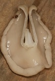 Helvella elastica image