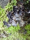 Peltigera membranacea image