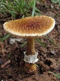 Amanita flavorubens image