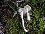 Inocybe insinuata image