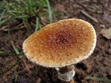 Amanita flavorubens image