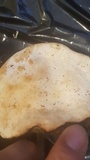 Fomitopsis mounceae image