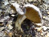 Lactarius argillaceifolius image