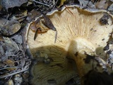 Lactarius argillaceifolius image