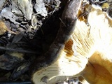Lactarius argillaceifolius var. megacarpus image