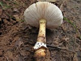 Amanita flavorubens image