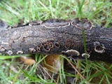 Peniophora albobadia image