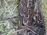 Peniophora albobadia image