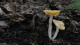 Hygrocybe flavifolia image