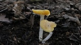 Hygrocybe flavifolia image