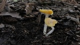 Hygrocybe flavifolia image