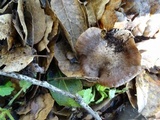 Inocybe fraudans image