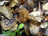 Inocybe fraudans image