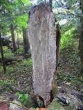 Inonotus obliquus image