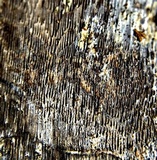 Inonotus obliquus image
