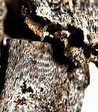 Inonotus obliquus image
