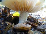Entoloma sericatum image