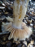 Entoloma sericatum image