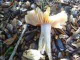 Entoloma sericatum image