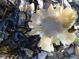 Entoloma sericatum image