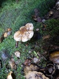 Hygrophorus roseobrunneus image