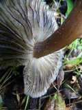 Gerronema atrialbum image