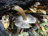 Gerronema atrialbum image