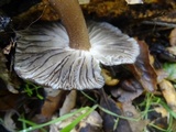 Gerronema atrialbum image