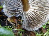 Gerronema atrialbum image