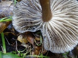Gerronema atrialbum image