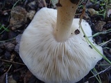 Melanoleuca lewisii image
