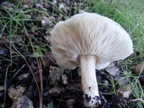 Melanoleuca lewisii image