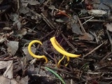 Clavulinopsis laeticolor image