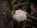 Hygrocybe flavifolia image