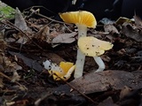Hygrocybe flavifolia image