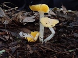 Hygrocybe flavifolia image