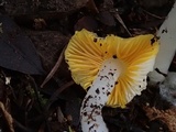 Hygrocybe flavifolia image