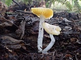 Hygrocybe flavifolia image